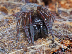 Callobius claustrarius