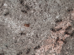 Myrmecophilus acervorum