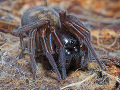 Callobius claustrarius