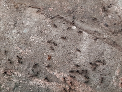 Myrmecophilus acervorum