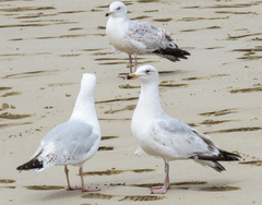 Larus argentatus