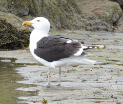 Larus marinus