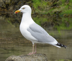 Larus argentatus