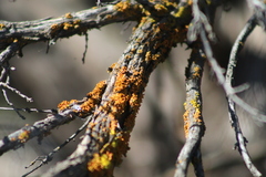 Dufourea