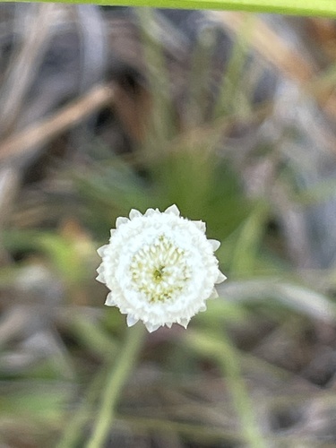 Syngonanthus flavidulus, photograph 6