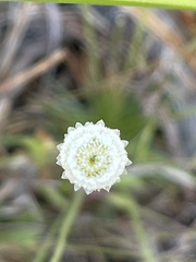 Syngonanthus flavidulus, photograph author not stated, no rights reserved