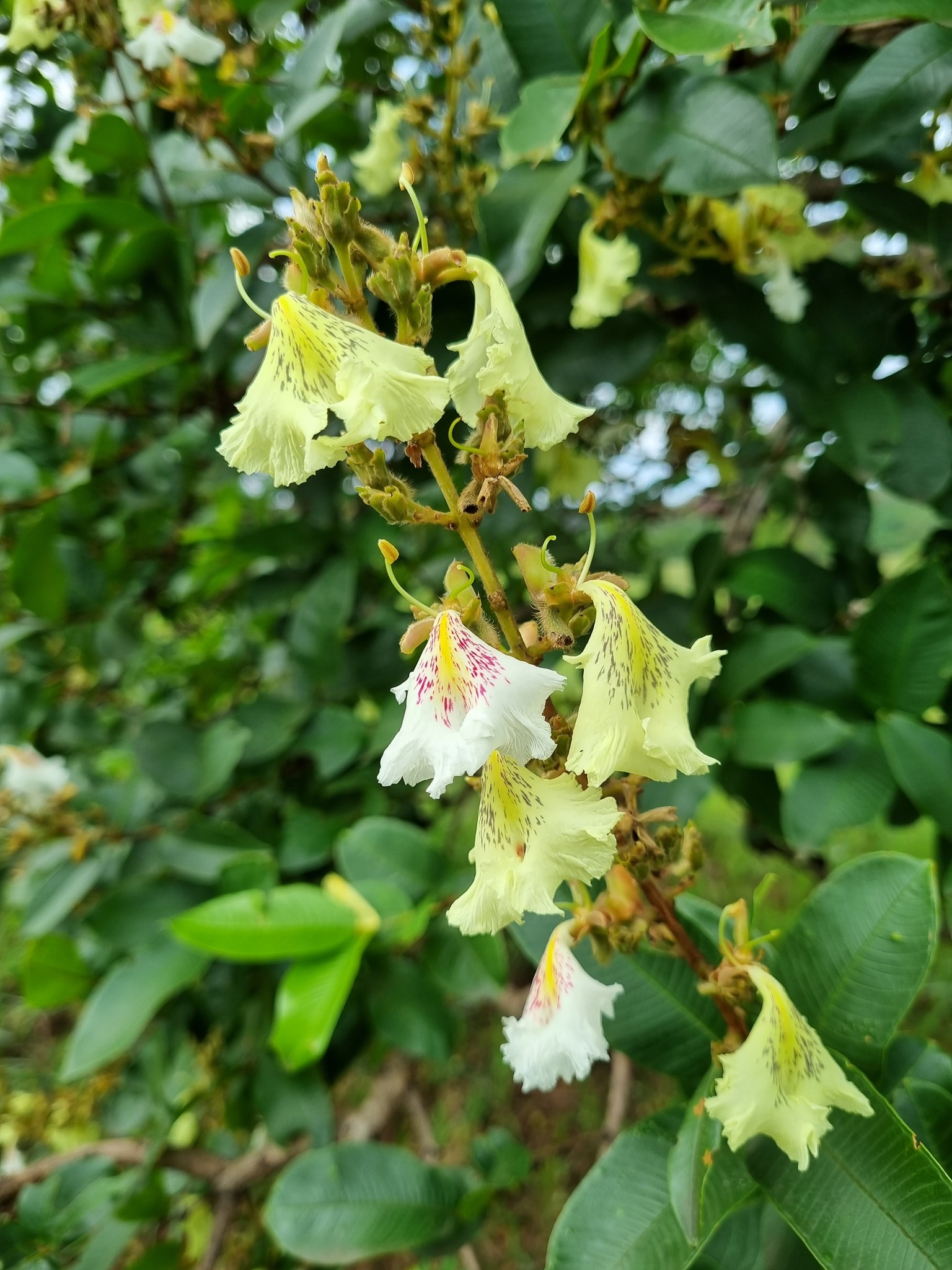 Qualea multiflora