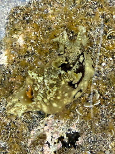 Aplysia dactylomela