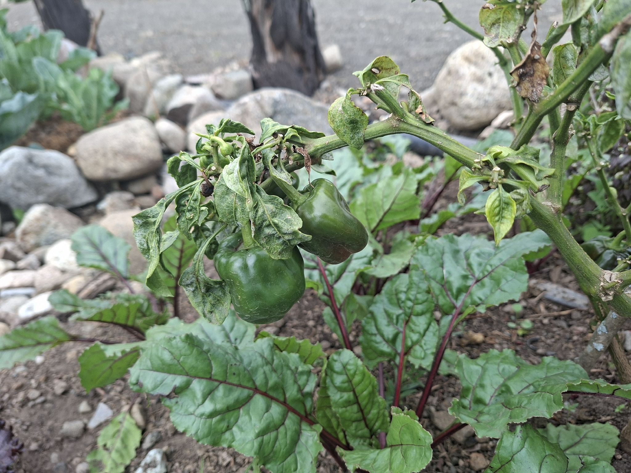 Rocoto