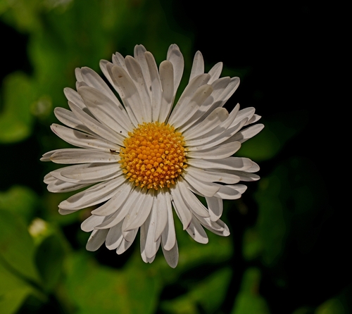Lawn daisy