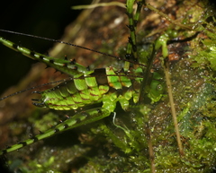 Encentra longipes