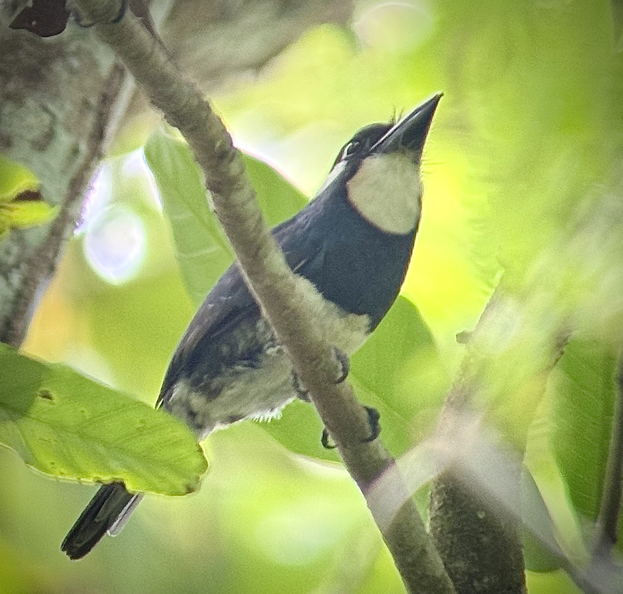 Black-breasted Puffbird (Notharchus pectoralis), photo 4