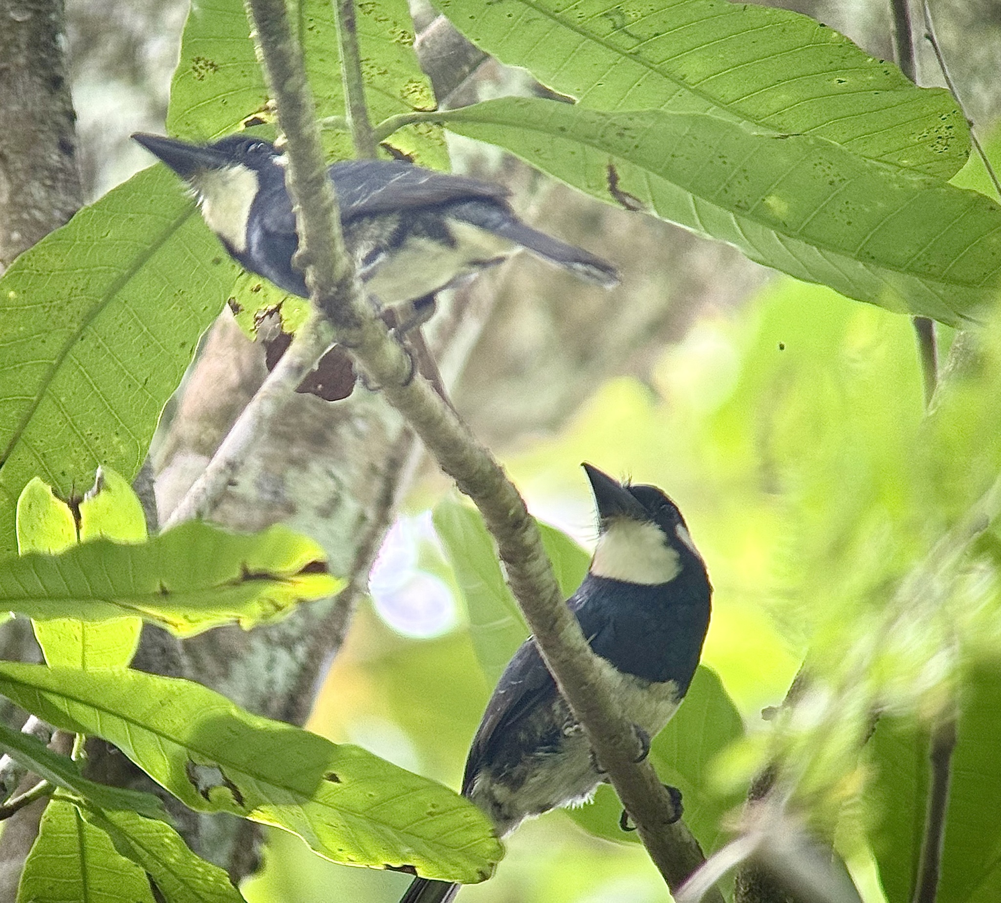 Black-breasted Puffbird (Notharchus pectoralis), photo 5
