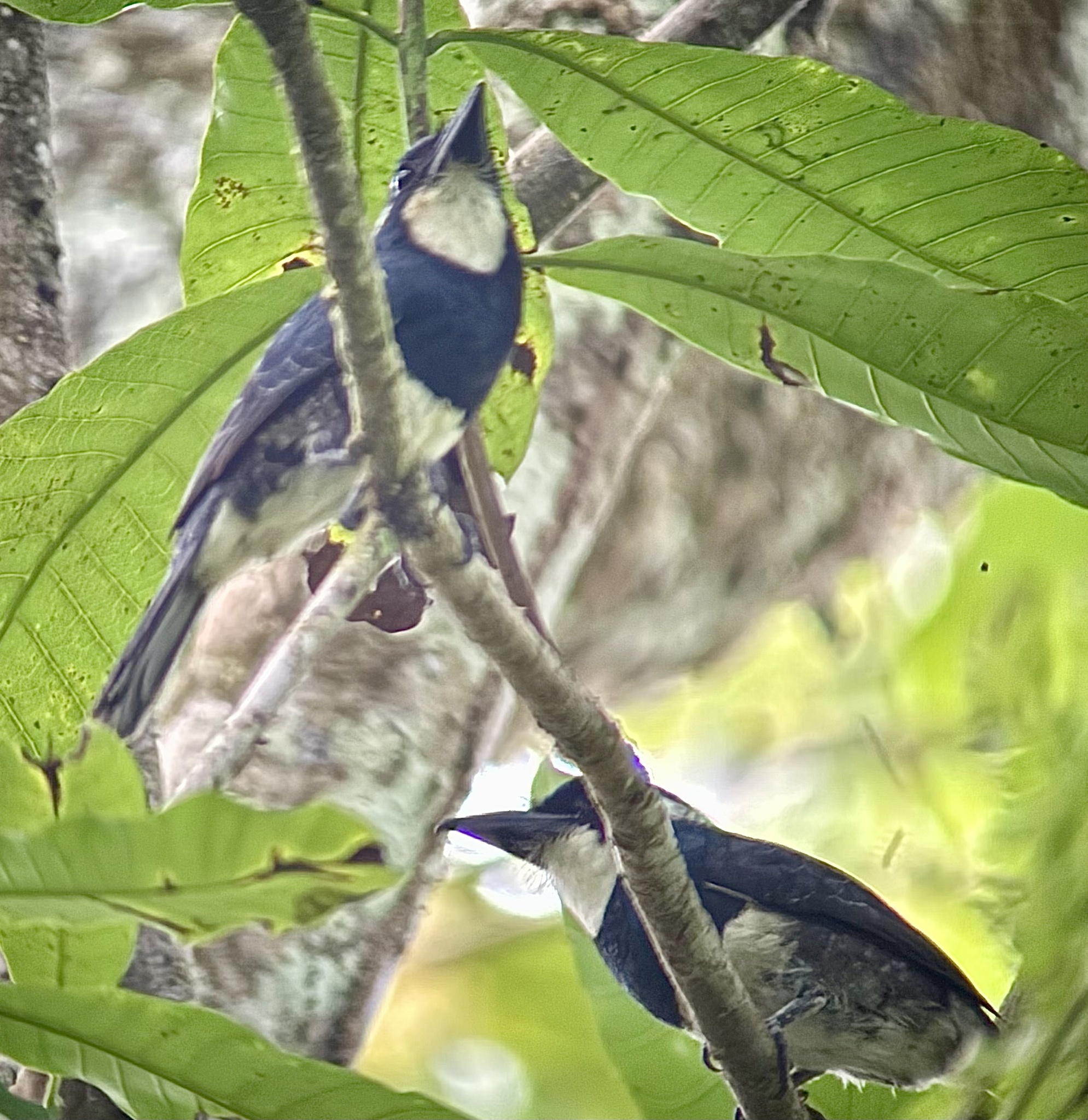 Black-breasted Puffbird (Notharchus pectoralis), photo 6