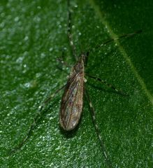 Amphineurus