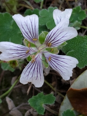 Geranium renardii