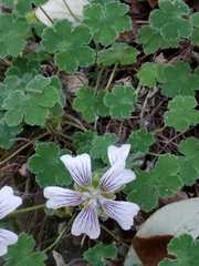 Geranium renardii