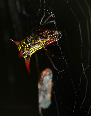 Micrathena guerini