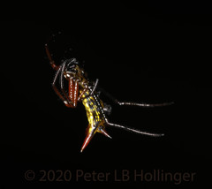 Micrathena guerini