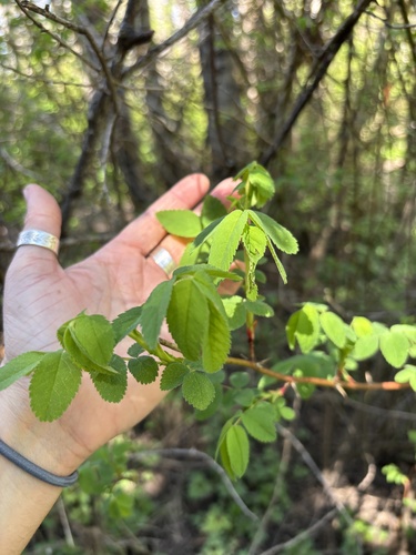 Rosa nutkana