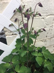 Aquilegia atrata