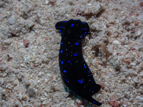 Chelidonura livida