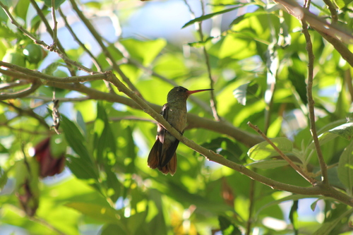 Gilded Hummingbird