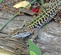 Podarcis siculus