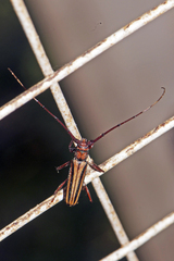 Xystrocera globosa