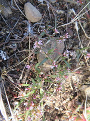 Polygonum spergulariiforme