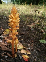 Orobanche lucorum
