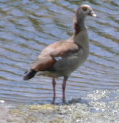 Alopochen aegyptiaca