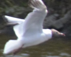 Chroicocephalus ridibundus