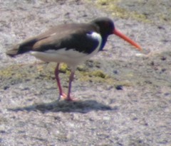 Haematopus ostralegus
