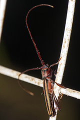 Xystrocera globosa