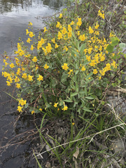 Erythranthe glaucescens