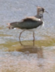 Vanellus vanellus