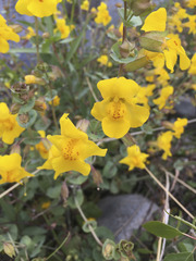 Erythranthe glaucescens