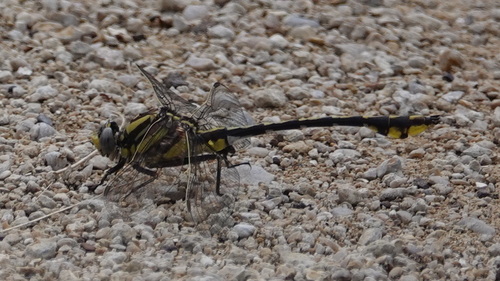 Plains Clubtail photo 4