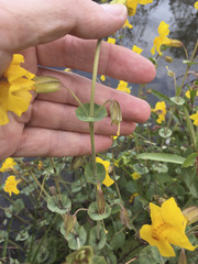 Erythranthe glaucescens