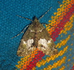 Cidariini
