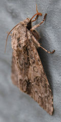 Acronicta rubricoma