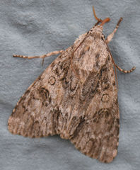 Acronicta rubricoma