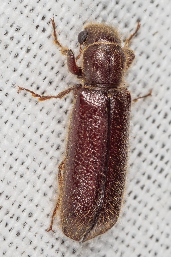 Groove-sided Bostrichid