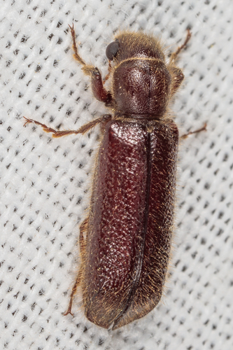 Groove-sided Bostrichid