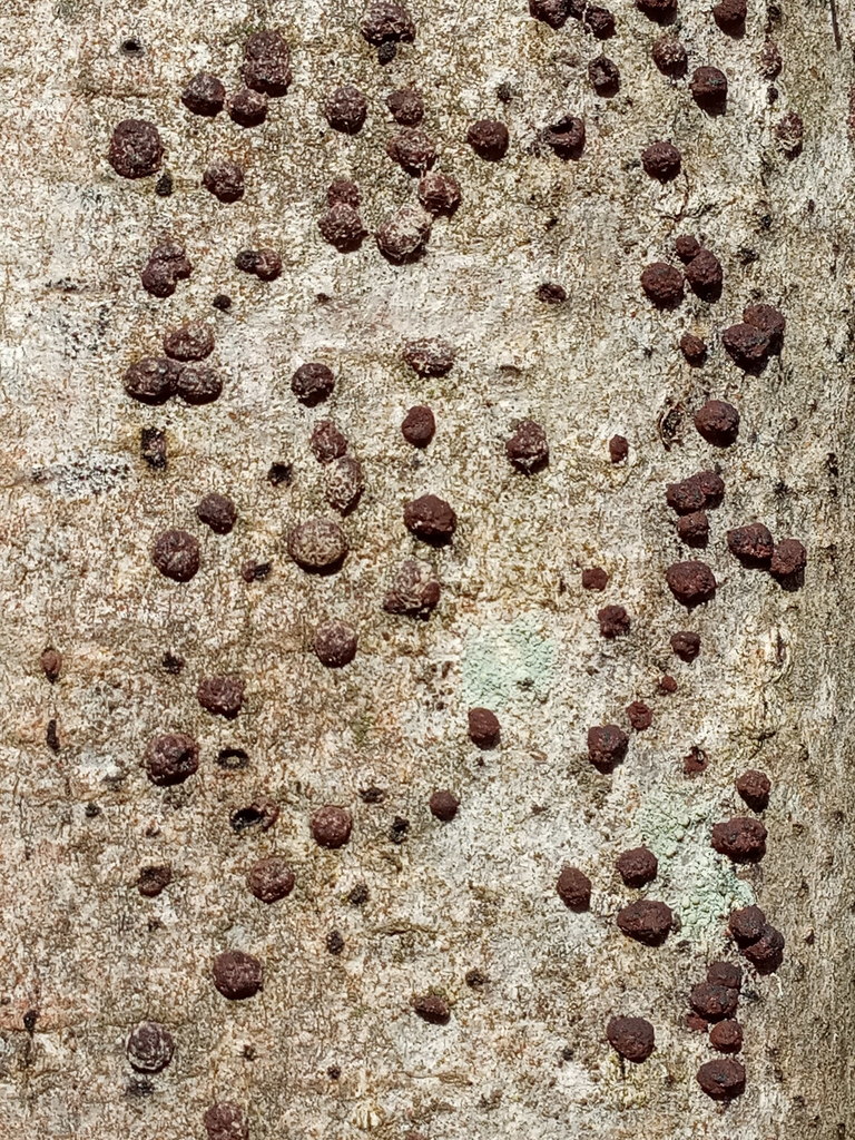 Hypoxylon fuscoides
