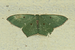 Cyclothea disjuncta