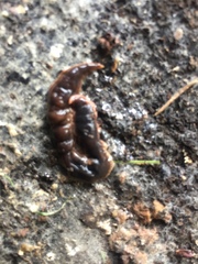 Arthurdendyus triangulatus