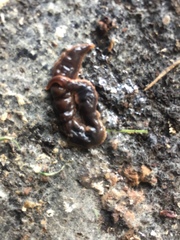 Arthurdendyus triangulatus