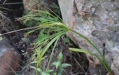 Cyperus leptocladus image